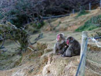 Monkey sitting outdoors