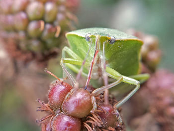 Close-up of insect on leaf