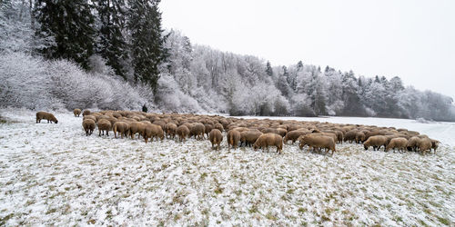 Flock of sheep on snow covered field