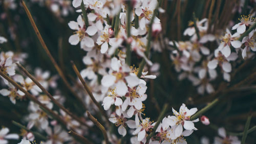 Close-up of white flowering tree