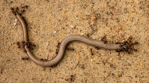 High angle view of lizard on a land