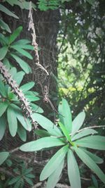 Close-up of butterfly on plant