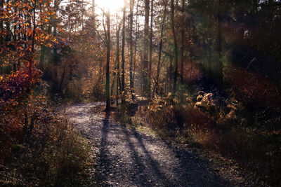 Road amidst trees in forest during autumn