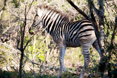 Zebras standing in a forest
