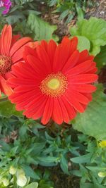 Close-up of red flower