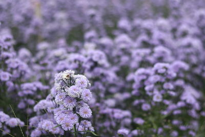 Close-up of purple flowering plant