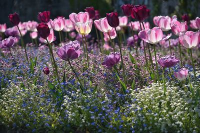 Close-up of pink flowers blooming on field