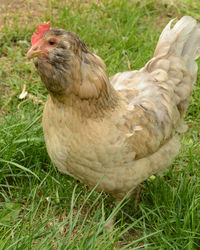 Close-up of a bird on field