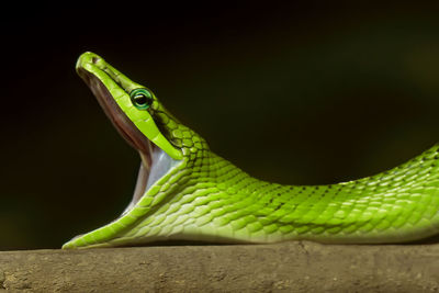 Close-up of green lizard