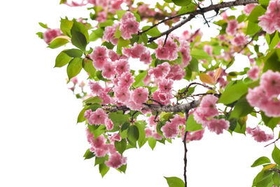 Low angle view of pink cherry blossoms in spring