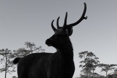 Low angle view of deer standing by tree against clear sky