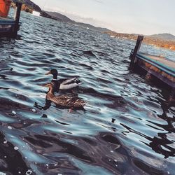 Duck swimming in lake