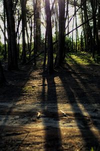 Footpath amidst trees in forest