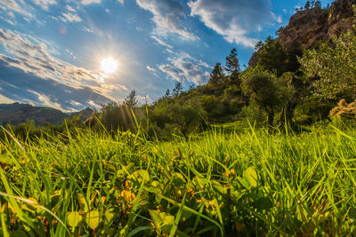 Scenic view of field against sky