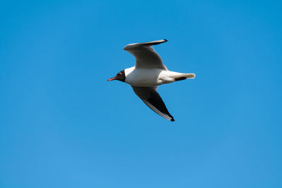 Low angle view of seagull flying in sky