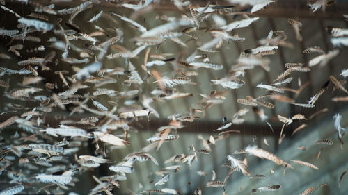 Close-up of feathers against blurred background