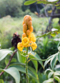 Close-up of yellow flowering plant on field