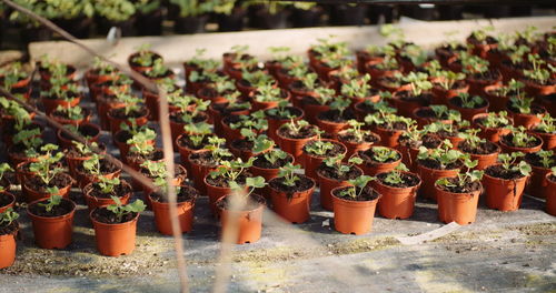 High angle view of potted plants