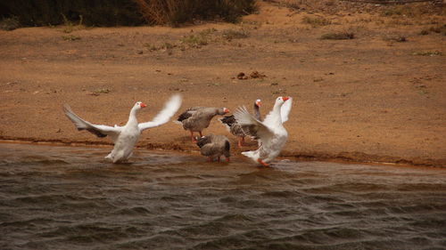 Geese on riverbank