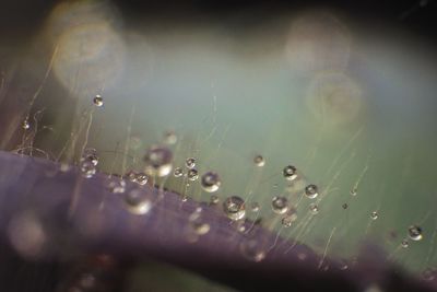 Close-up of wet leaf