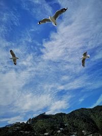 Low angle view of seagulls flying in sky