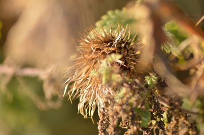 Close-up of dried wildflower