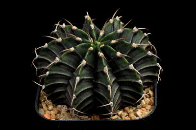 Close-up of succulent plant against black background