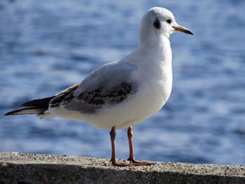 Close-up of seagull perching on rock