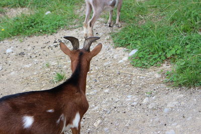 Deer standing in a field