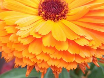 Close-up of yellow flower blooming outdoors