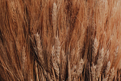 Autumn dry ears of wheat. natural organic autumnal background. the time of harvest. thanksgiving.