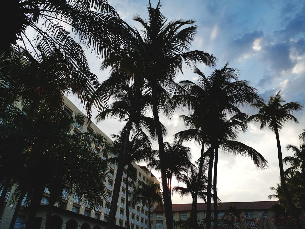 LOW ANGLE VIEW OF SILHOUETTE COCONUT PALM TREES AGAINST SKY