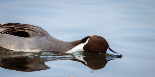 Close-up of duck swimming in lake