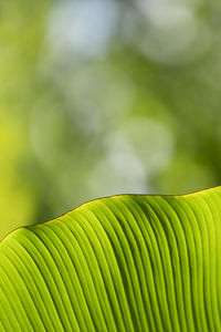 Close-up of palm leaves