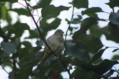 Low angle view of bird perching on tree