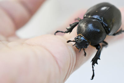 Close-up of insect on hand