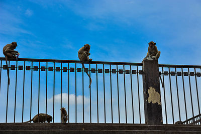 Low angle view of birds perching on railing against blue sky