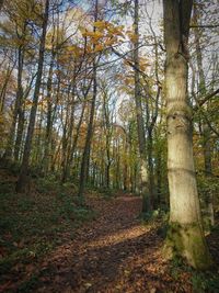 Trees in forest during autumn