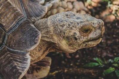 Close-up of a lizard