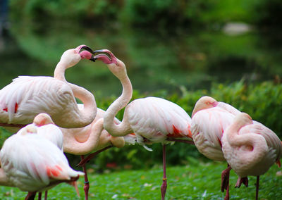 Birds on field