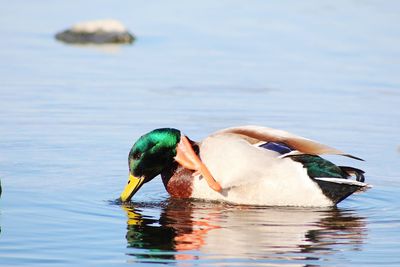 Duck swimming in a lake