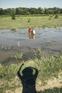 View of horse on field by lake