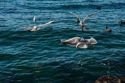 Seagulls flying over sea