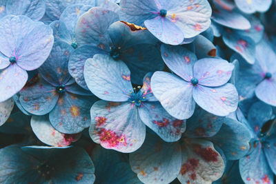 Full frame shot of flowering plants