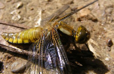 Close-up of insect