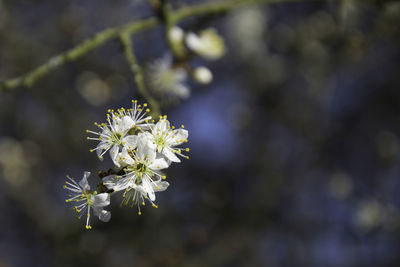 Close-up of white flowering plant