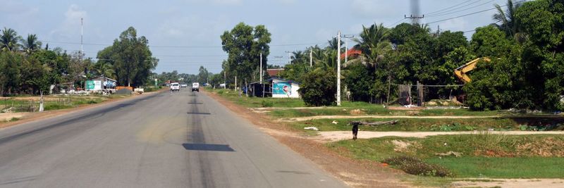 Road along trees