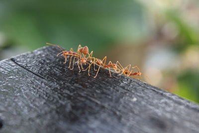 Close-up of ants on wood