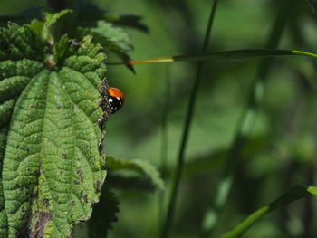 Close-up of ladybug on leaf