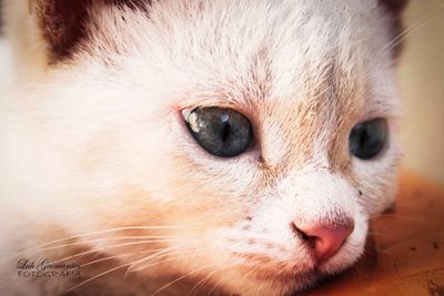 Close-up portrait of a cat